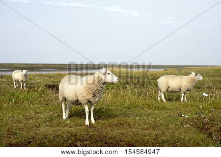 Sheep graze in front of the dike on Mando close to the Danish Wadden Sea. Danish national park under UNESCO World Heritage.