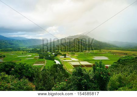 Taro Fields In Beautiful Hanalei Valley