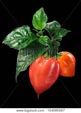 Orange Habanero With Leavesl, Clipping Path