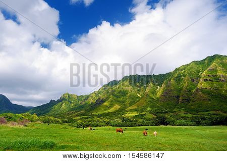 Cliffs And Cows Of Kualoa Ranch, Oahu