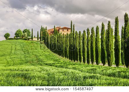 Agritourism in Tuscany with cypresses in summer, Italy