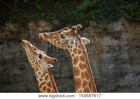 Kordofan giraffe (Giraffa camelopardalis antiquorum), also known as the Central African giraffe. Wildlife animal. 