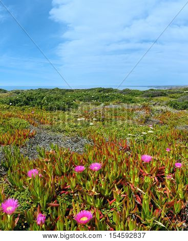 Carpobrotus Pink Flowers On Shore.