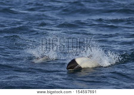 Pair of Commerson's Dolphin (Cephalorhynchus commersonii) swimming through the sea off Carcass Island in the Falkland Islands