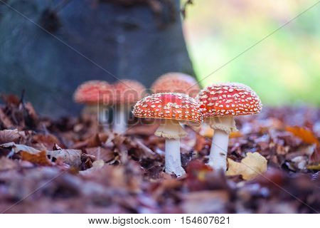 The red and white poisonous toadstool or mushroom called Amanita Muscaria or Fly Agaric