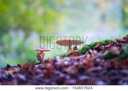 The red and white poisonous toadstool or mushroom called Amanita Muscaria or Fly Agaric