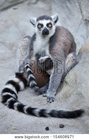 Ring-tailed lemur (Lemur catta). Wildlife animal. 