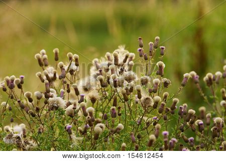Beautiful big distel field in the nature reserve