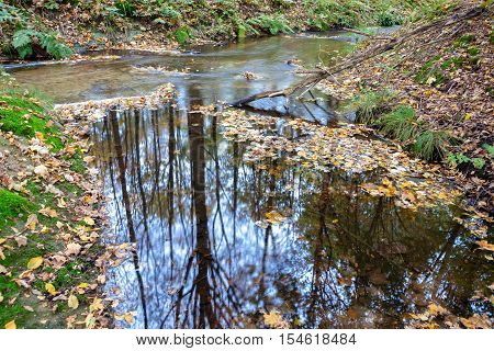 flowing water in stream long shutter Dutch autumn forest Voorsterbos Waterloopbos