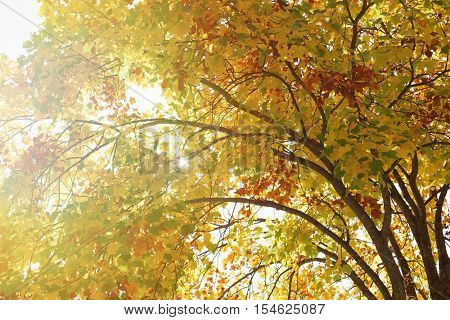The tops of the trees golden autumn