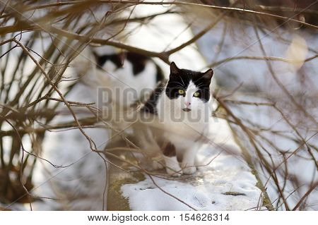 Two Cute Cats At Winter