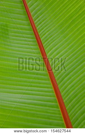Green banana leaf background abstract, close up