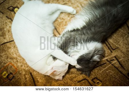 Cute cats in each other's arms together
