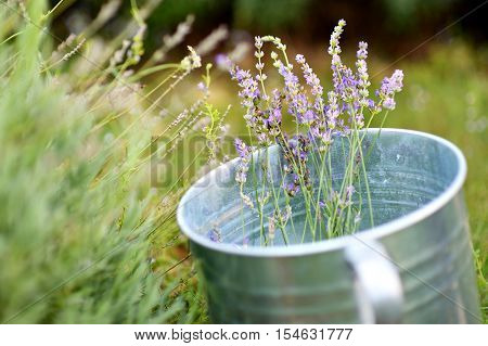 Some lavender in a metal bucket on summer day