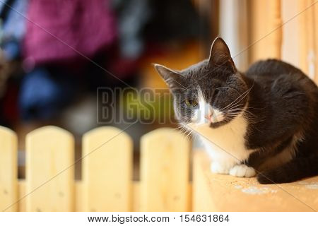 Beautiful cat sits on a yellow background.