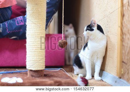 Beautiful cat sits on a yellow background.