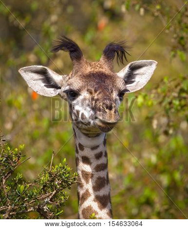 Adorable baby giraffe with tufted horns and green background