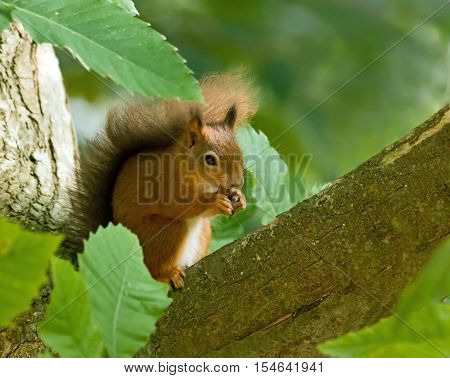 British native Red Squirrel in tree on Brownsea Island Dorset.