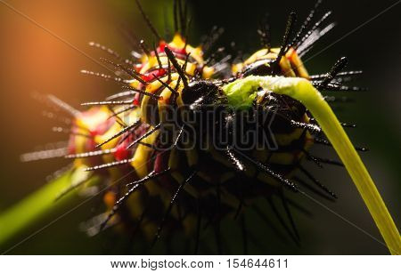Macro Of Painted Jezebel (delias Hyparete) Caterpillars On Their Host Plant Leaf In Nature,butterfly