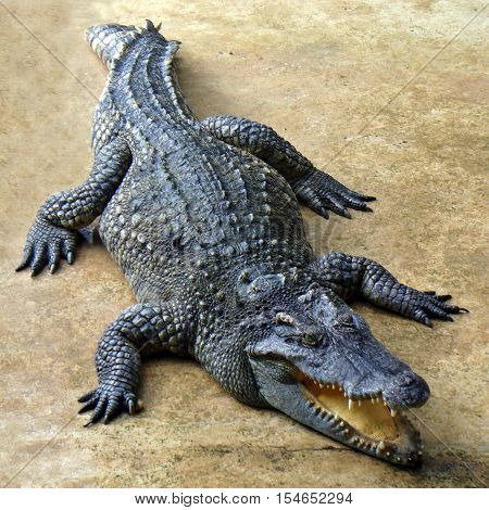Big crocodile laying on the land, Thailand.