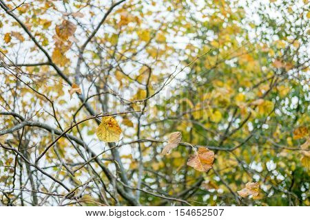 Leaves On Tree, Turning To Yellow. Spring, Autumn.