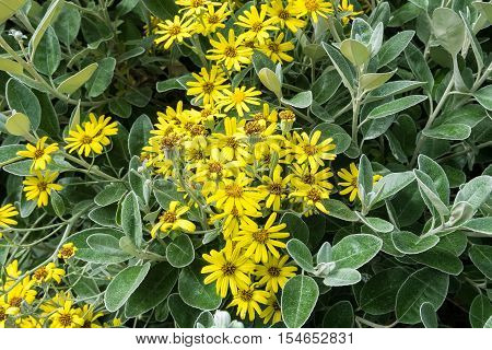 Yellow Flowers in the garden, nature background