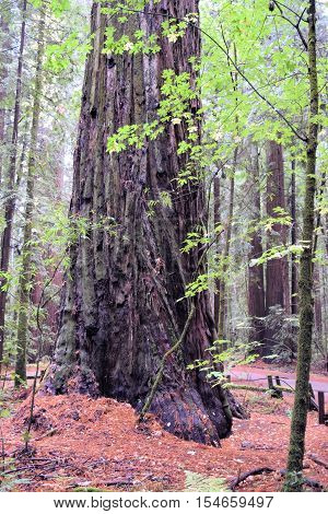 Coastal Redwood Forest which are the tallest trees in the world taken in Northern California