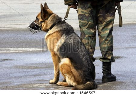 Cane da lavoro