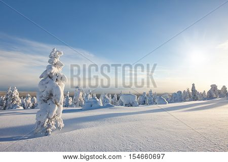 Sunny winter landscape with frozen snowy trees. Pyha-Luosto National Park, Lapland, Finland.