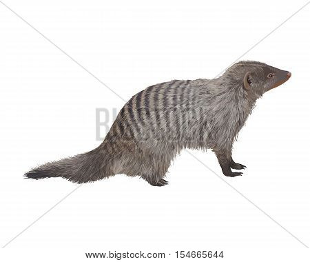 Striped mongoose on white background. Realistic detailed vector illustration