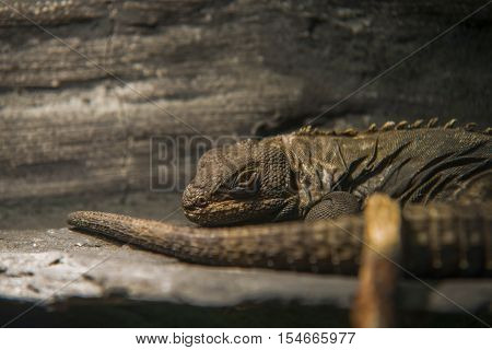 close up on Black Iguana ( Ctenosaura similis)
