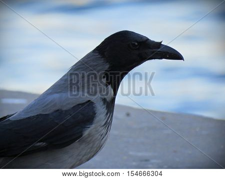 Thoughtful crow. It is difficult to see a sad face in birds.