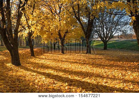 Hurst of autumn trees with their leafs fallen covers the whole floor beneath them.