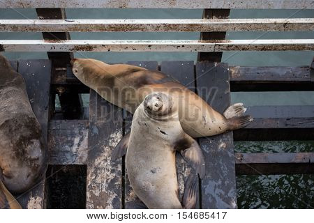 The sea lions in Santa Cruz/Sea lion smile