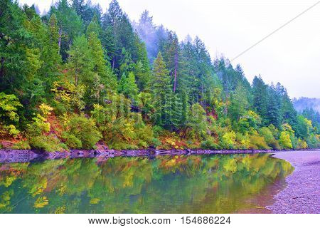 Deciduous trees changing colors during autumn foliage amongst a Pine Forest alongside the Russian River taken at the Russian River, CA