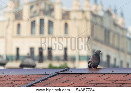 Grey City Pigeon Standing On Red Tile Roof In Sunny Summer Day With The European Architecture Building On Blurred Background.