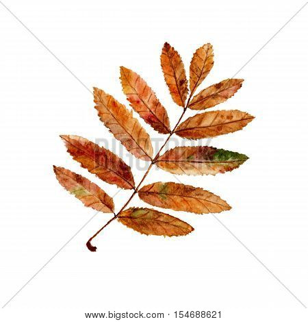 Autumn rowan leaf. Watercolor autumn leaf on white background. Hand painted.