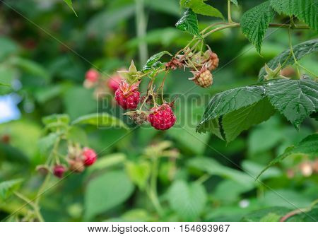 vitamins in the garden ripe juicy red berry raspberry on a bush
