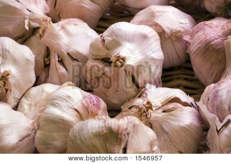 Garlic