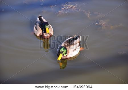 Two mallard ducks swim near the shore at Big Bear Lake in Southern California.
