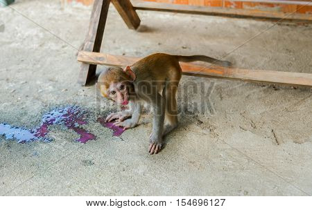 Monkey drinking red nectar.Hungry water Monkey small