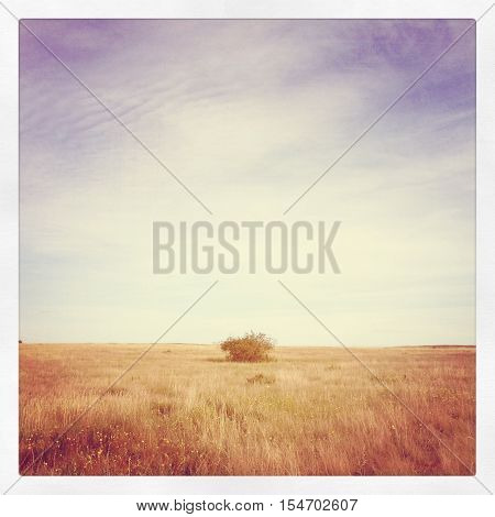 Isolated bush in prairie field with clouds and blue sky.  Instagram effects.