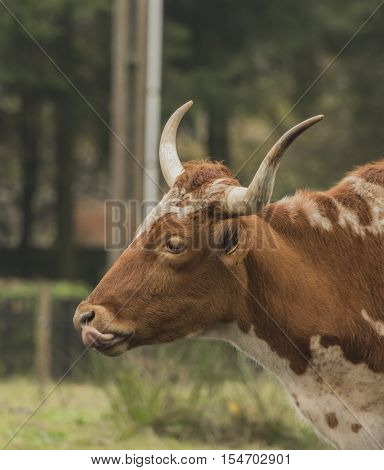 Head of bull on morning meadow in autumn time