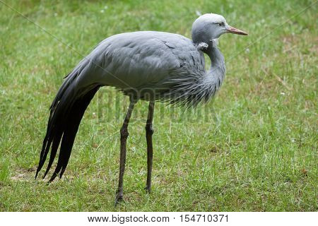 Blue crane (Grus paradisea), also known as the Stanley crane or paradise crane. Wildlife animal. 
