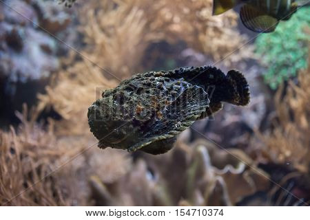 Reef stonefish (Synanceia verrucosa), also known as the stonefish. Wildlife animal. 