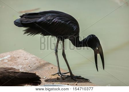 African openbill (Anastomus lamelligerus). Wildlife animal. 