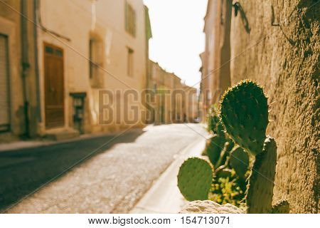 Cactus beside road in quiet french village