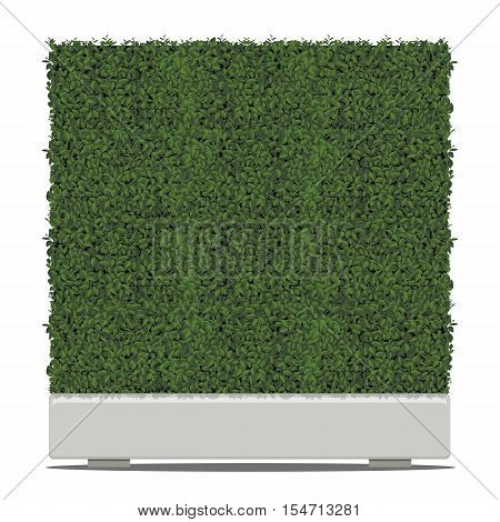 Green tree cube shape in pots isolated on white background.