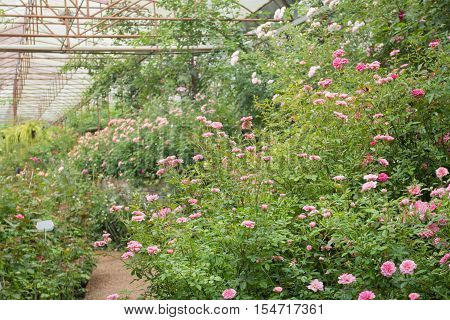 Walkway in botanic rose garden stock photo