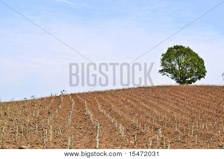 Thai vegetabilske farm i bjergene